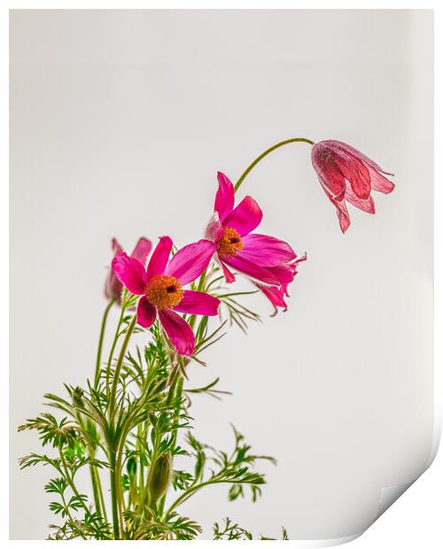 Subtle Elegance of Pasque Flowers Print by Bill Allsopp