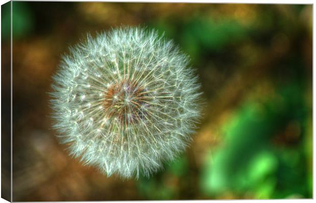 Dandelion Seed Head Canvas Print by Chris Day