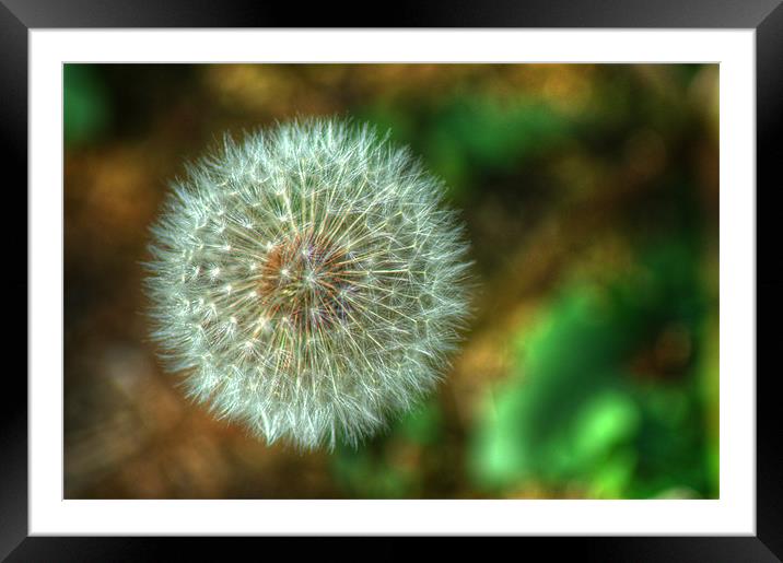 Dandelion Seed Head Framed Mounted Print by Chris Day