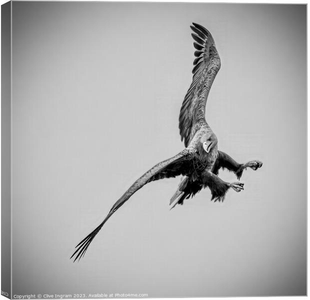 Sea Eagle in flight Canvas Print by Clive Ingram