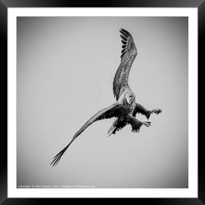 Sea Eagle in flight Framed Mounted Print by Clive Ingram