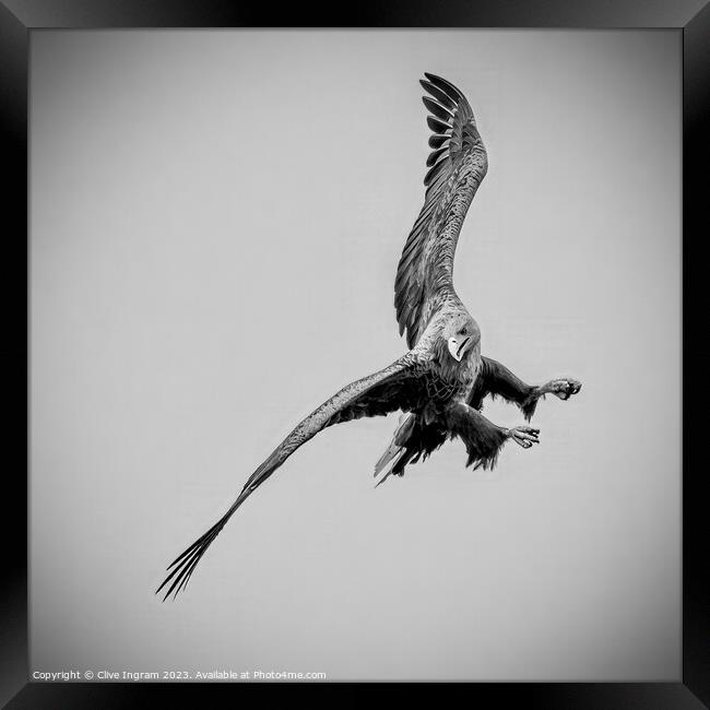 Sea Eagle in flight Framed Print by Clive Ingram