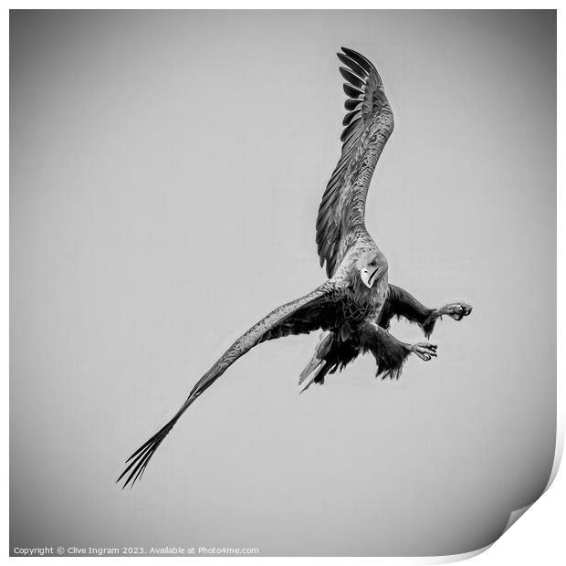 Sea Eagle in flight Print by Clive Ingram