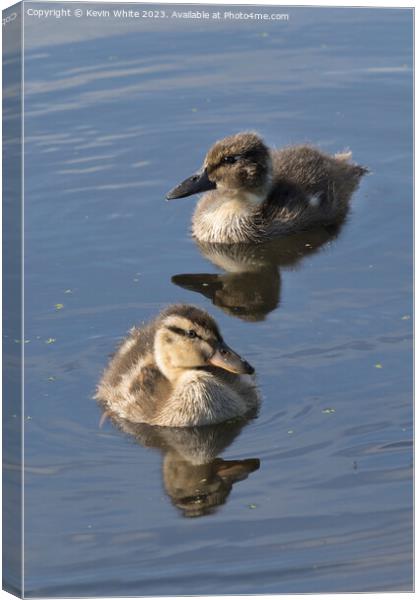 A pair of two very fluffy ducklings Canvas Print by Kevin White