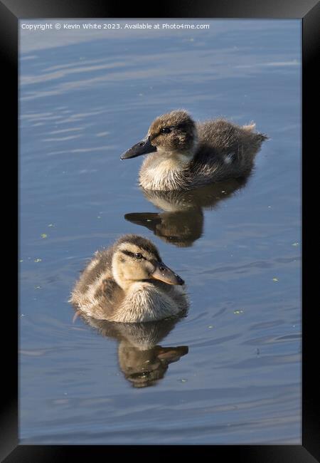 A pair of two very fluffy ducklings Framed Print by Kevin White