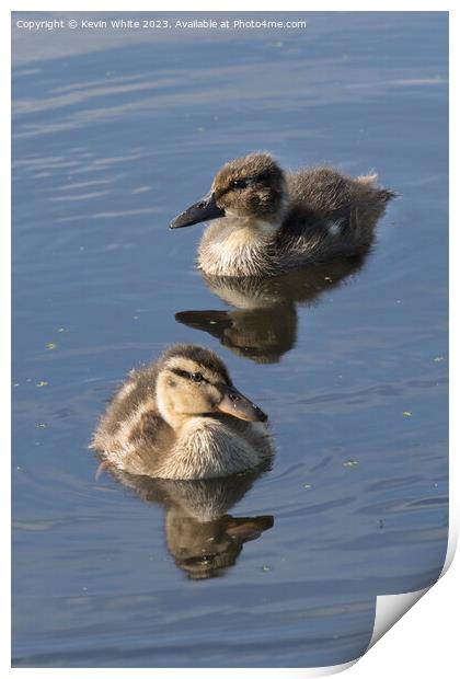 A pair of two very fluffy ducklings Print by Kevin White
