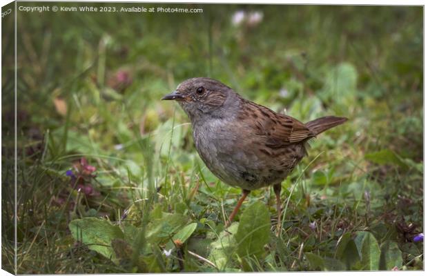Dunnock feeding in the meadows Canvas Print by Kevin White