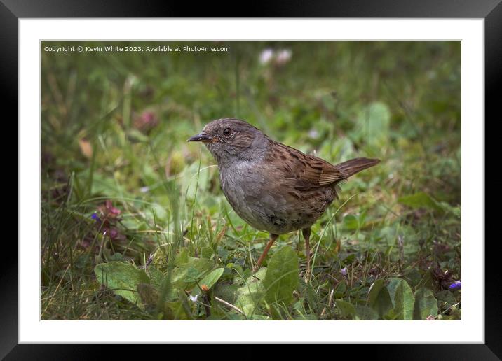 Dunnock feeding in the meadows Framed Mounted Print by Kevin White