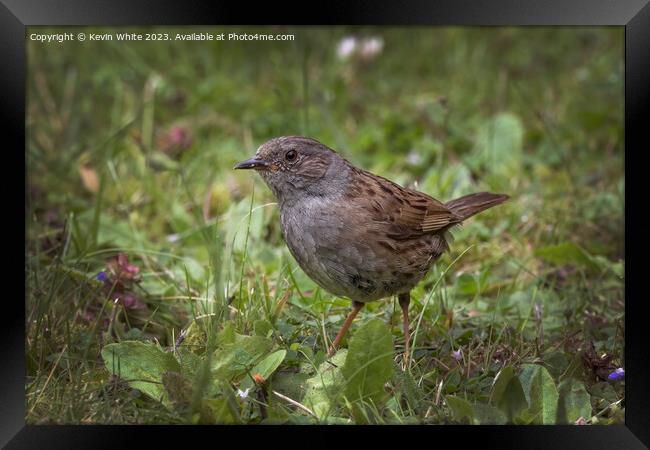 Dunnock feeding in the meadows Framed Print by Kevin White