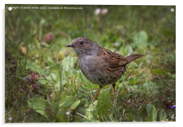Dunnock feeding in the meadows Acrylic by Kevin White