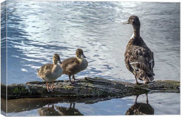 Proud Duck sitting with her two cute ducklings Canvas Print by Kevin White
