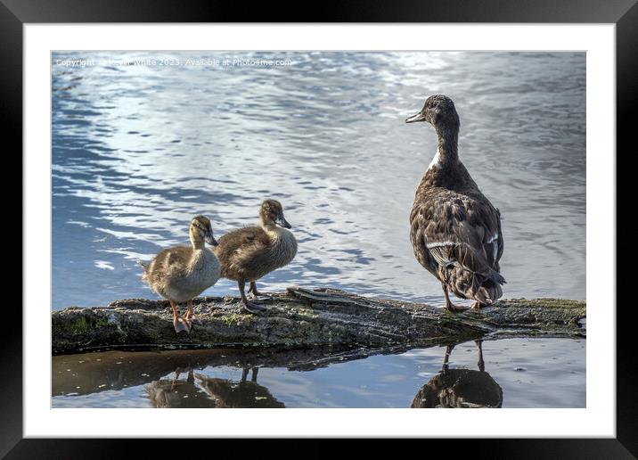 Proud Duck sitting with her two cute ducklings Framed Mounted Print by Kevin White