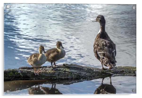 Proud Duck sitting with her two cute ducklings Acrylic by Kevin White