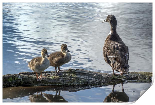 Proud Duck sitting with her two cute ducklings Print by Kevin White