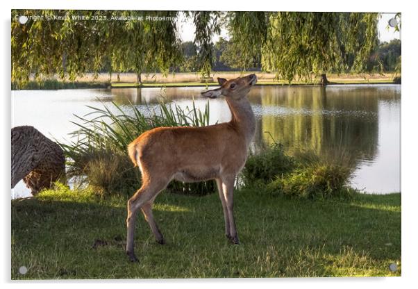 Young deer about to eat weeping willow leaves  Acrylic by Kevin White