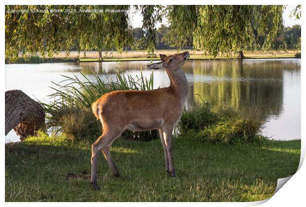 Young deer about to eat weeping willow leaves  Print by Kevin White