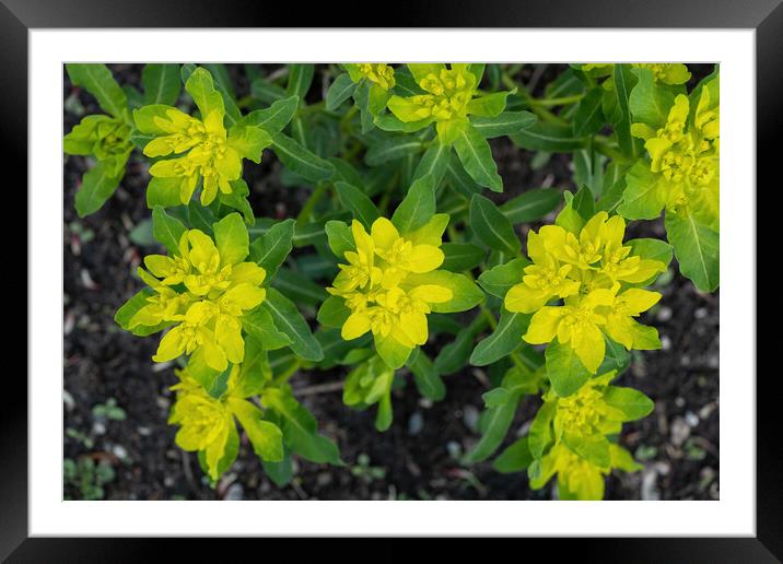 Cushion Spurge Euphorbia Amygdaloides L. Flowers Framed Mounted Print by Artur Bogacki