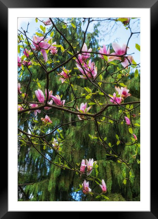 Blooming Magnolia Soulangeana Burgundy Flowers Framed Mounted Print by Artur Bogacki