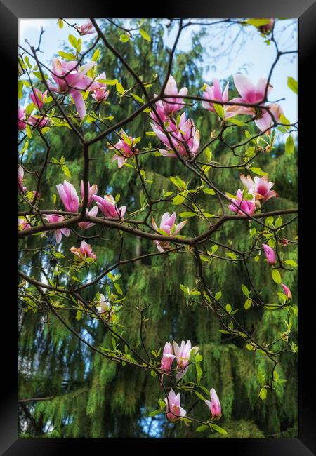 Blooming Magnolia Soulangeana Burgundy Flowers Framed Print by Artur Bogacki