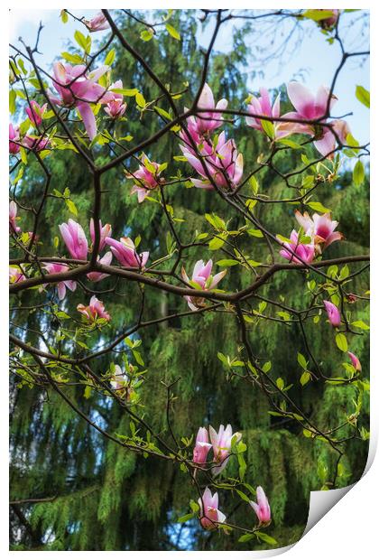 Blooming Magnolia Soulangeana Burgundy Flowers Print by Artur Bogacki
