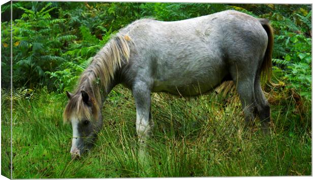 Wild Pony standing on a lush green Hillside Canvas Print by simon alun hark