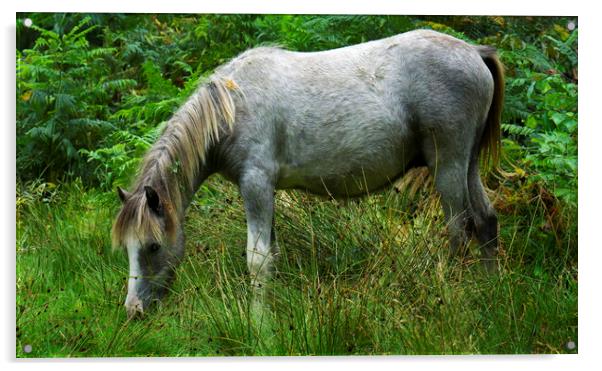 Wild Pony standing on a lush green Hillside Acrylic by simon alun hark