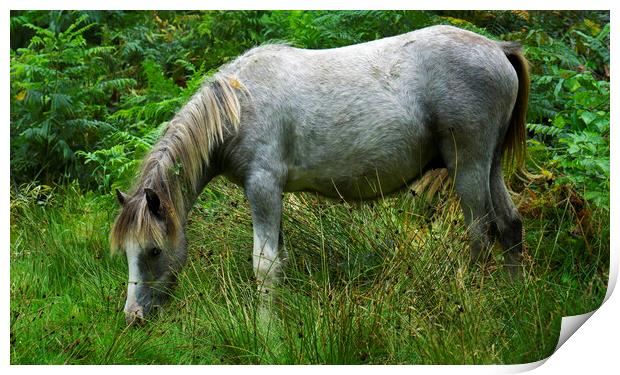 Wild Pony standing on a lush green Hillside Print by simon alun hark