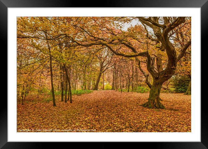 Autumn Carpet Framed Mounted Print by Colin Metcalf