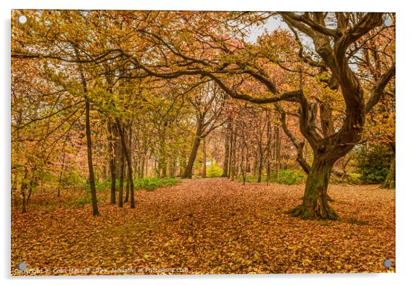 Autumn Carpet Acrylic by Colin Metcalf