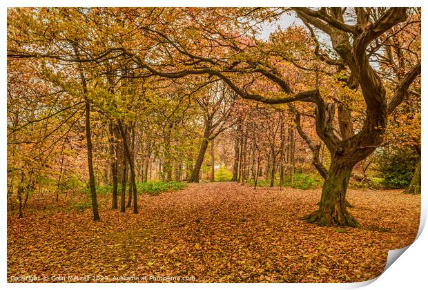 Autumn Carpet Print by Colin Metcalf