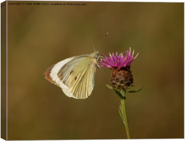 Cabbage White on Knapweed Canvas Print by Sally Wallis