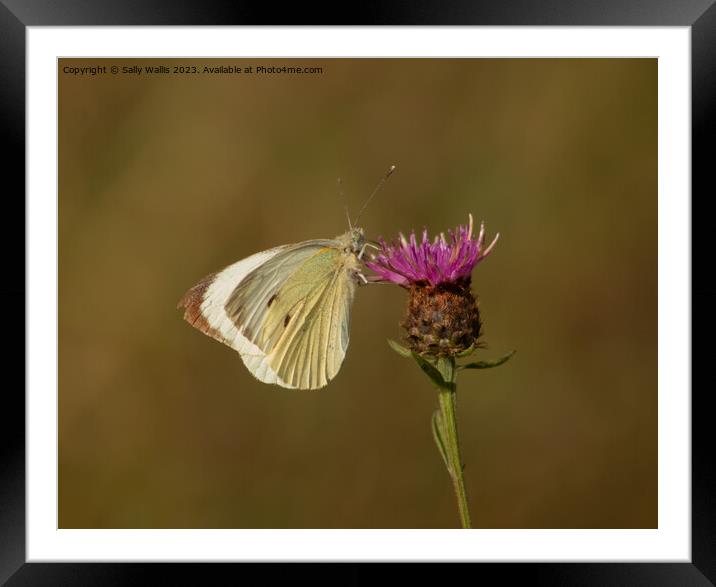 Cabbage White on Knapweed Framed Mounted Print by Sally Wallis