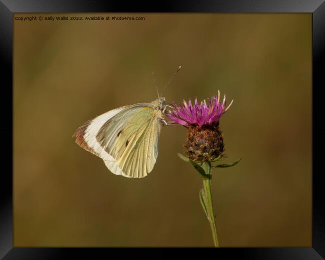 Cabbage White on Knapweed Framed Print by Sally Wallis