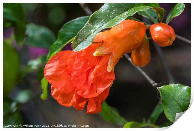 Orange Pomegranate Flower Shrub Waikiki Honolulu Hawaii Print by William Perry