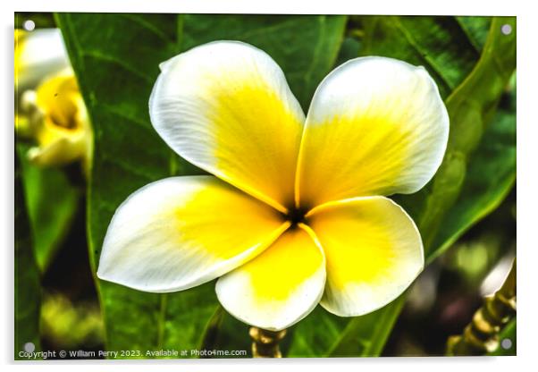 White Yellow Frangipini Moorea Waikiki Honolulu Hawaii Acrylic by William Perry
