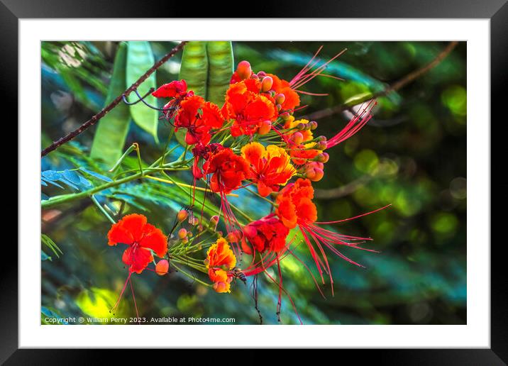 Colorful Red Yellow Poinciana Flowers Waikiki Honolulu Hawaii Framed Mounted Print by William Perry
