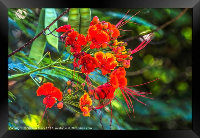 Colorful Red Yellow Poinciana Flowers Waikiki Honolulu Hawaii Framed Print by William Perry