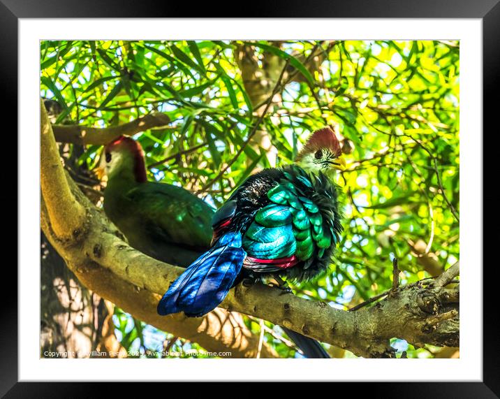 Colorful Red-Crested Turaco Birds Waikiki Honolulu Hawaii Framed Mounted Print by William Perry