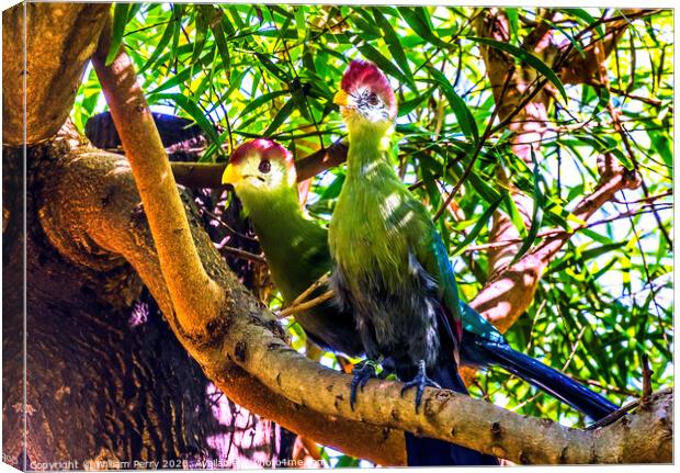 Colorful Red-Crested Turaco Birds Waikiki Honolulu Hawaii Canvas Print by William Perry