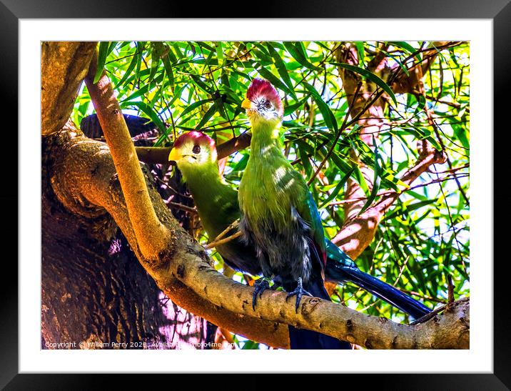 Colorful Red-Crested Turaco Birds Waikiki Honolulu Hawaii Framed Mounted Print by William Perry