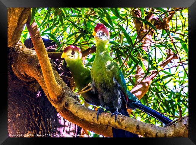 Colorful Red-Crested Turaco Birds Waikiki Honolulu Hawaii Framed Print by William Perry