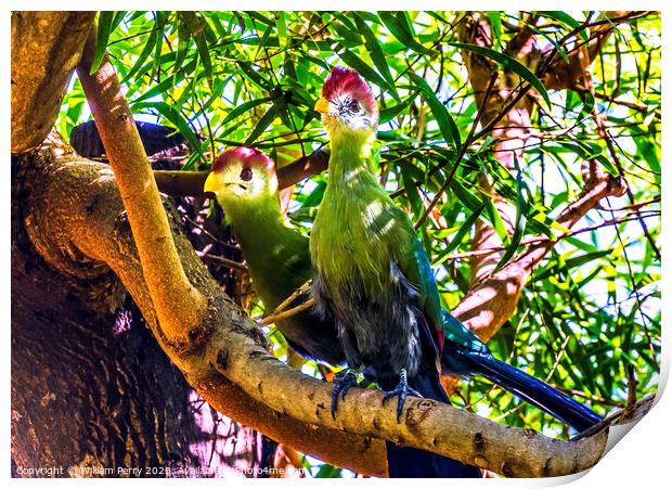 Colorful Red-Crested Turaco Birds Waikiki Honolulu Hawaii Print by William Perry