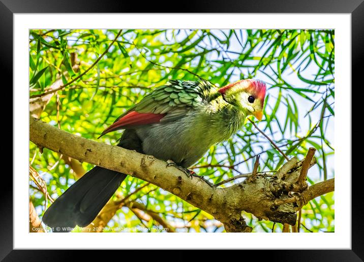 Colorful Red-Crested Turaco Bird Waikiki Honolulu Hawaii Framed Mounted Print by William Perry