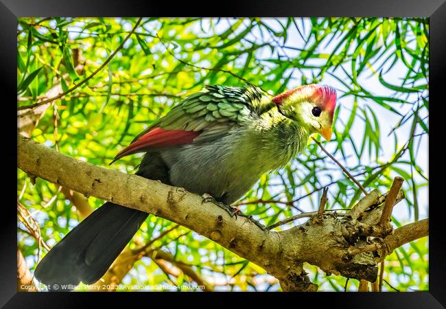 Colorful Red-Crested Turaco Bird Waikiki Honolulu Hawaii Framed Print by William Perry