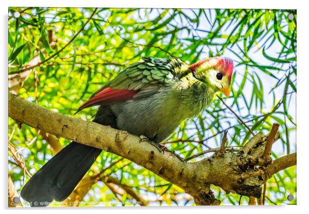 Colorful Red-Crested Turaco Bird Waikiki Honolulu Hawaii Acrylic by William Perry