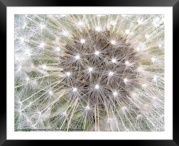 Dandelion's Stellar Explosion Framed Mounted Print by Roger Mechan