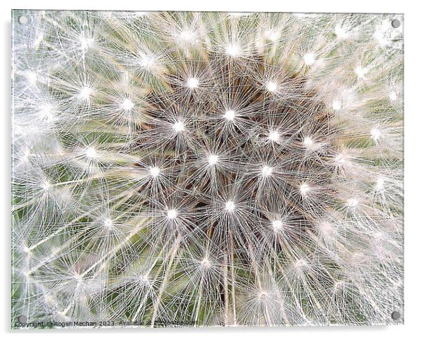 Dandelion's Stellar Explosion Acrylic by Roger Mechan