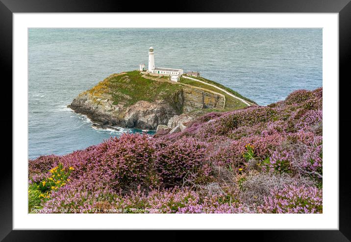 Views around South Stack lighthouse with the gorse and heather o Framed Mounted Print by Gail Johnson