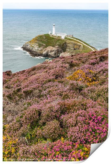 Views around South Stack lighthouse with the gorse and heather o Print by Gail Johnson