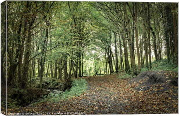Enchanting Downhill Forest, Northern Ireland Canvas Print by jim Hamilton
